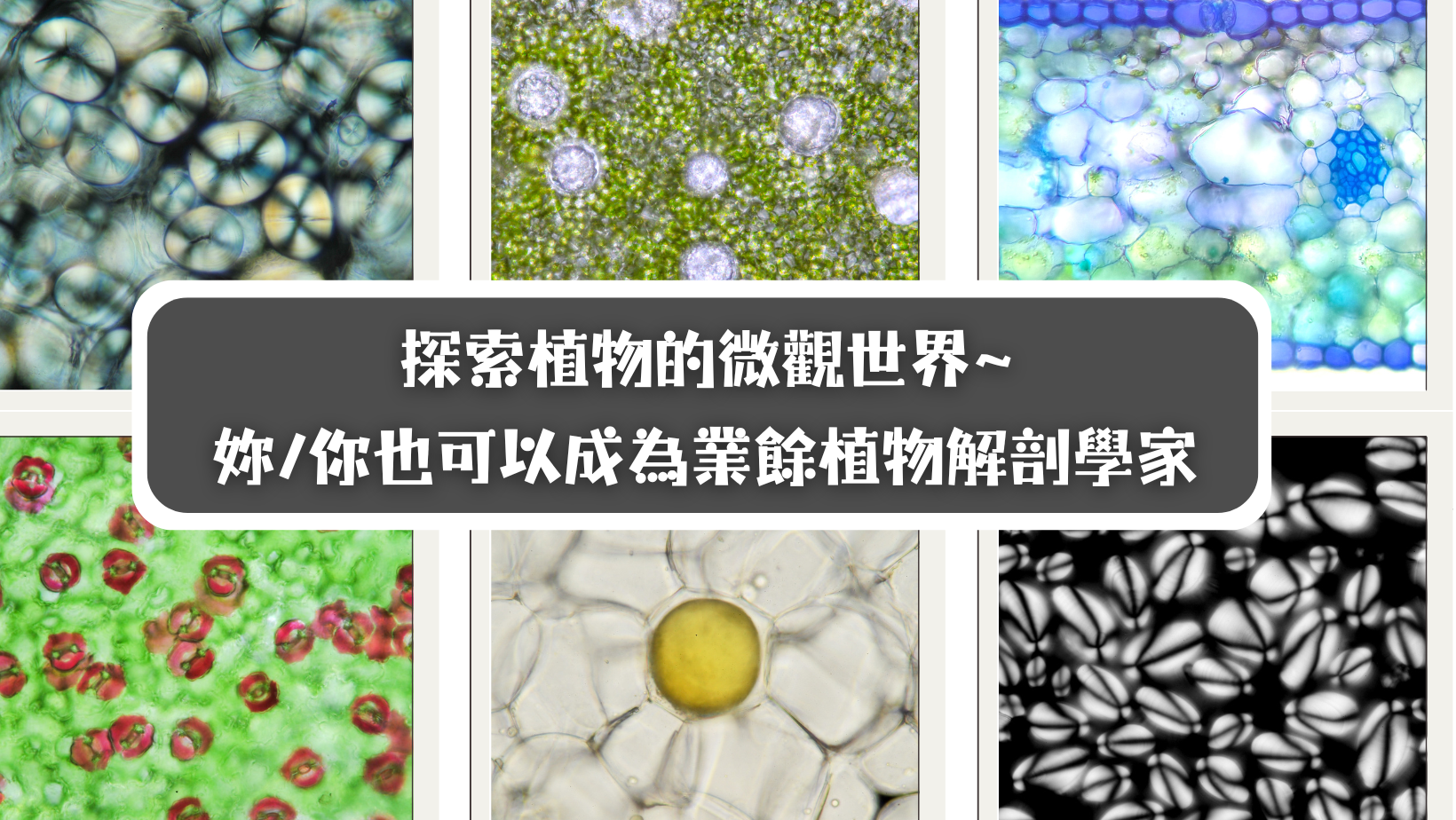 9/25(四)探索植物的微觀世界~ 妳/你也可以成為業餘植物解剖學家